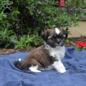 Avocado, Shih Tzu Puppy